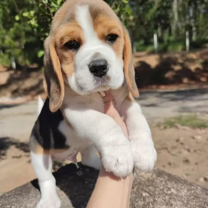 Cachorros Beagle machos y hembras